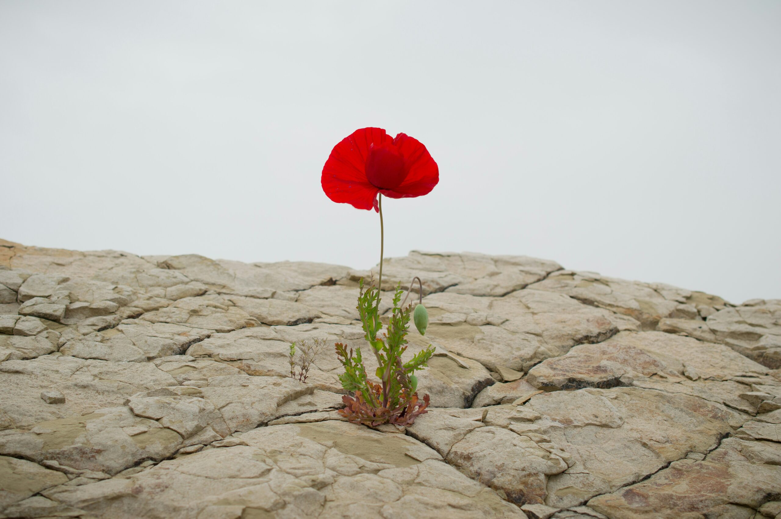 Invisible strength: Building Emotional Resilience